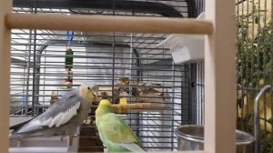 Попугай корелла кричит ? Корелла дома