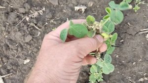 Последействие гербицидов на горохе и сое