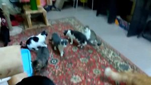 Кошки в приюте/Кошки и коты/Cats/Кошачий приют