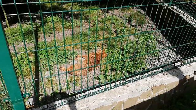 Вольерный комплекс «Лаура» Кавказского биосферного заповедника. Шакал. смотреть онлайн