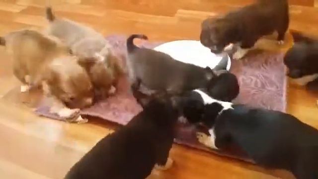 цветные щенки чихуахуа от Санта София смотреть онлайн