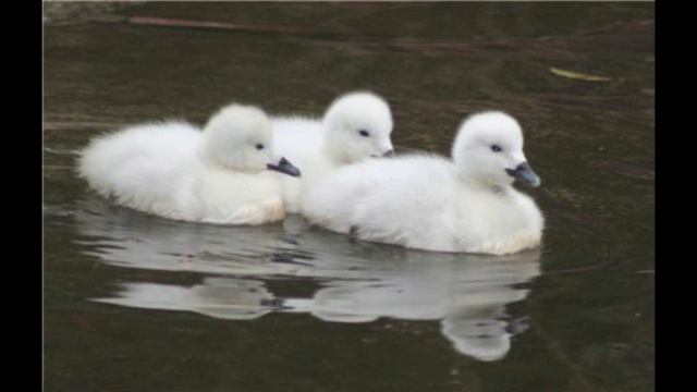 Swan from The Carnival of Animals (Saint-Saens) - Played on Cello смотреть онлайн