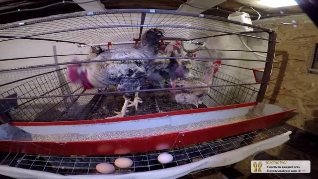СКОЛЬКО ЯИЦ В ДЕНЬ НЕСЕТ КУРИЦА НЕСУШКА - zolotyeruki