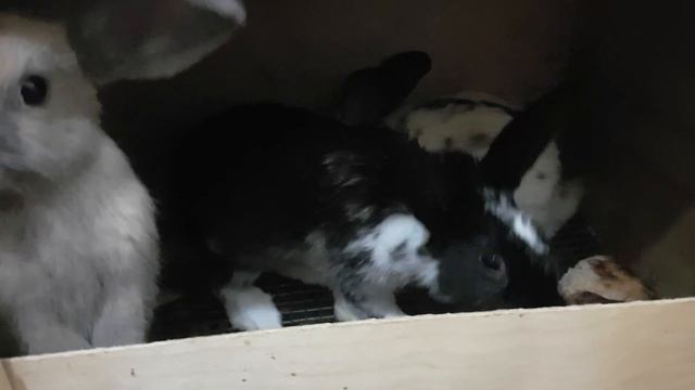 Кролики-девочки. Кролики на праздник смотреть онлайн