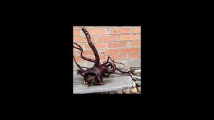 Коряга для аквариума своими руками (выкапываю корягу)