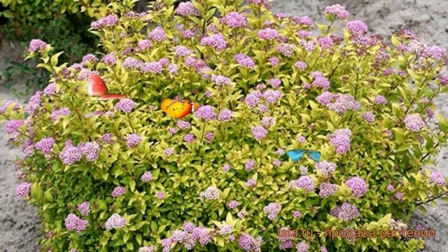 Спирея японская Сандроп (spiraea japonica) ? спирея Сандроп обзор: как сажать саженцы спиреи Сандро