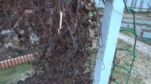 Клематисы  Первый весенний уход  Опоры для клематисов  Ремонт