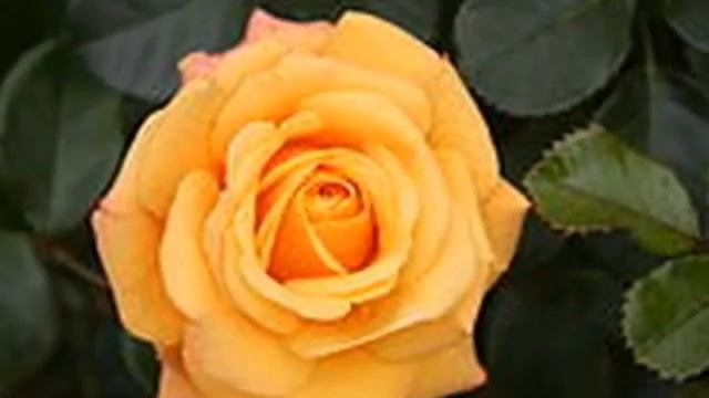 TANGO DE ROSES by BUTTERFLY Ƹ̵̡Ӝ̵̨̄Ʒ. смотреть онлайн