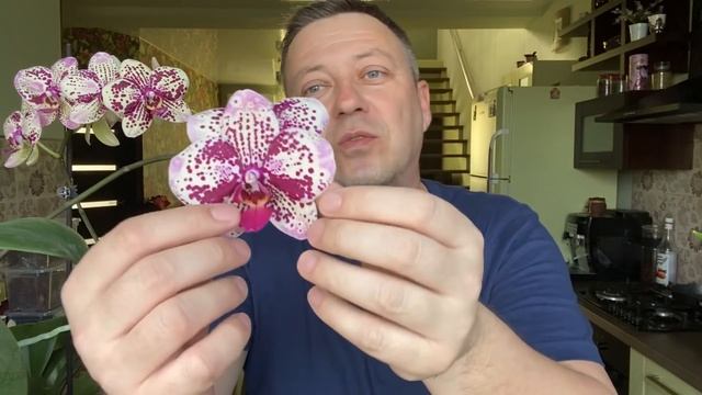 ОРХИДЕЯ фаленопсис Фронтера Phalaenopsis Frоntera