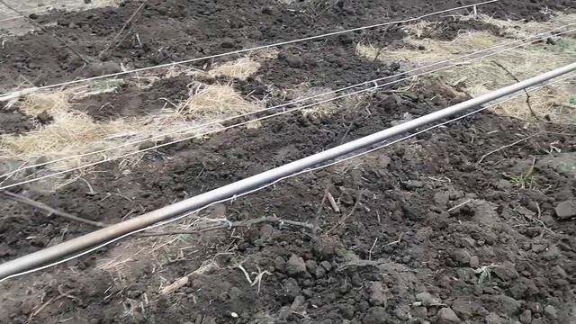 Внутренний голос победил. Открываю виноград. Начало виноградного сезона 2020. Поехали!!! смотреть онлайн