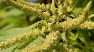 Польза амаранта