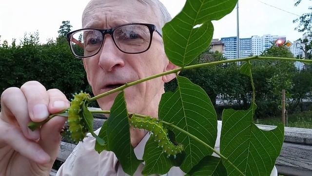 Science of Entomology. How to Breed Caterpillars of Saturnia pyri at Home? Unique Caterpillar as Pe