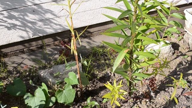 Покупки для сада в августе/ Флоксы / Гортензия Бомбшелл/ Хризантемы смотреть онлайн