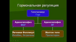 Менструальный цикл и его регуляции