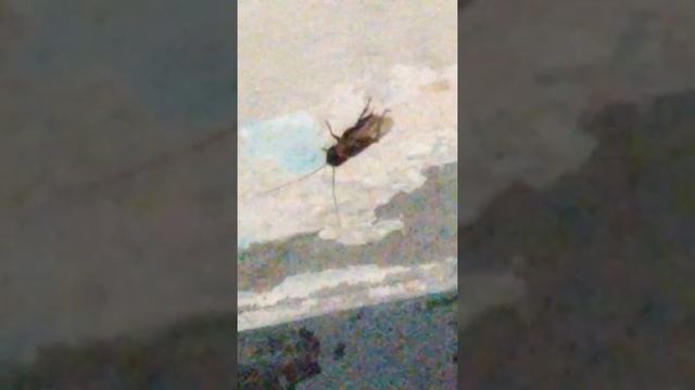 Сочи. ночь. Остановка и бегающий таракан с крыльями смотреть онлайн