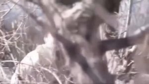 Романс старости   из Омара Хайама