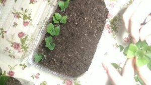 ПОЧЕМУ НЕ УКОРЕНЯЮТСЯ ЧЕРЕНКИ ПЕТУНИИ ? ТОП-10 ПРИЧИН