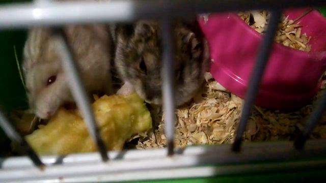 Шуша Матильда и Пиксик смотреть онлайн