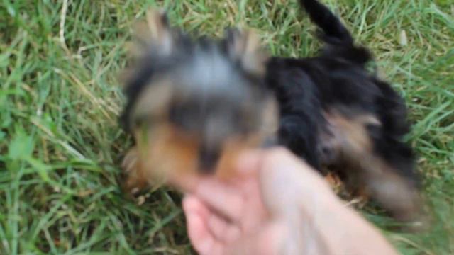 Мини мальчик йоркширского терьера смотреть онлайн