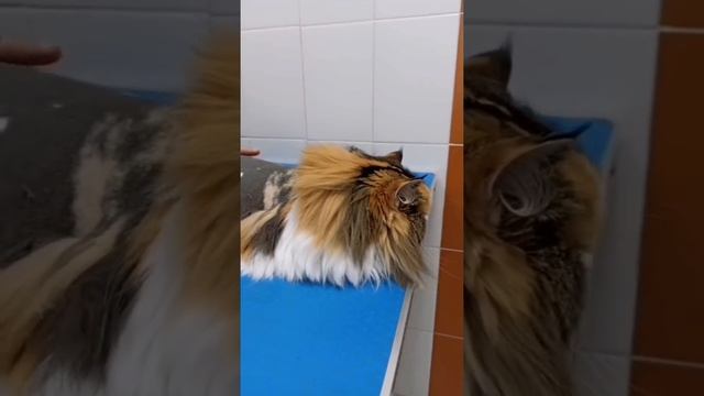 Подарок для Тёщи ✔️ делаю льва из её кота. #Тёща смотреть онлайн