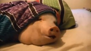 свинья лежит на кровати