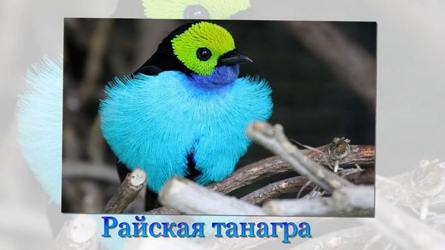 Самые красивые птицы планеты Земля