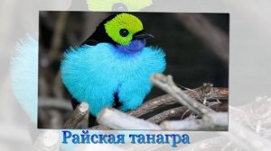 Самые красивые птицы планеты Земля