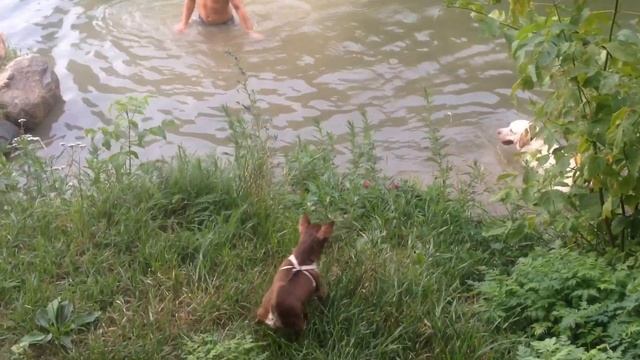 Чихуахуа хочет купаться. Chihuahua wants to swim