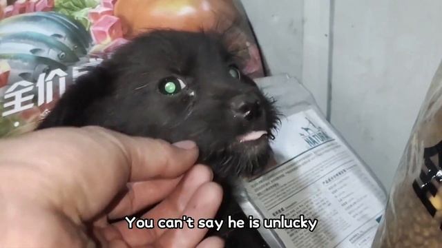 Abandoned black dog with white paws is considered unlucky, the adopter doesn't want it, poor смотреть онлайн