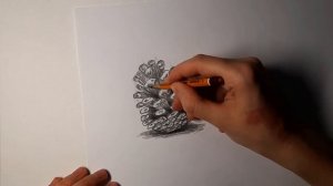 Как нарисовать шишки карандашом