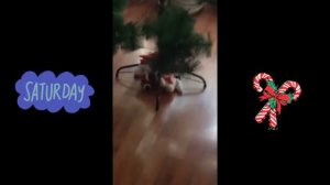 Украшаю дом на новый год🎄 #новыйгод #елка #красный