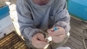 Метим маток Маленькие хитрости Чем   лучше метить