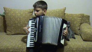 Канцона на аккордеоне. Кошке нравится