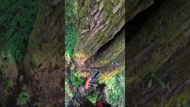 Crazy find inside this tree...