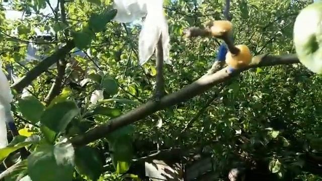 Яблоню спас смотреть онлайн