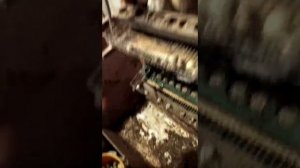 сколько яиц несут перепела за сутки