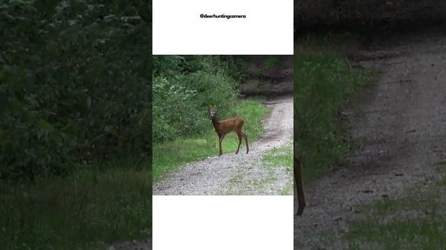 deer and animal "hunting" with my #Sony-FDR-AX53 #nature #asmr  #camera #sony #animals #deer