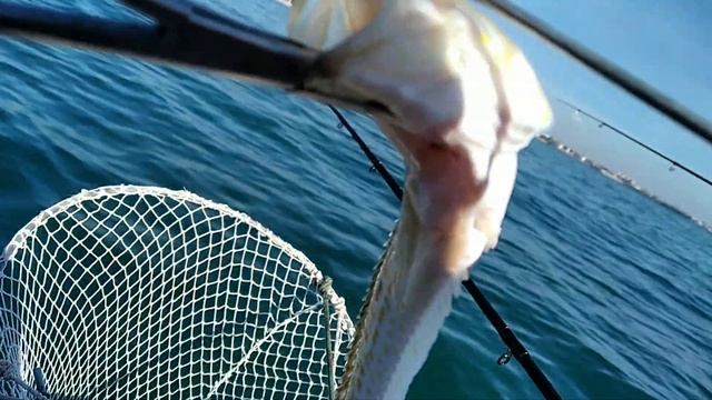 Рыбалка - черноморский дракон, ядовитые шипы, как снимать. смотреть онлайн