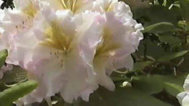 A Breath Of Azalea And Rhododendron смотреть онлайн