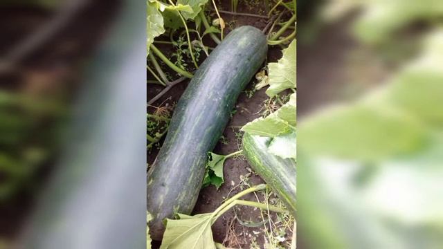 Дары Ордынского района КДЦ Ордынский смотреть онлайн