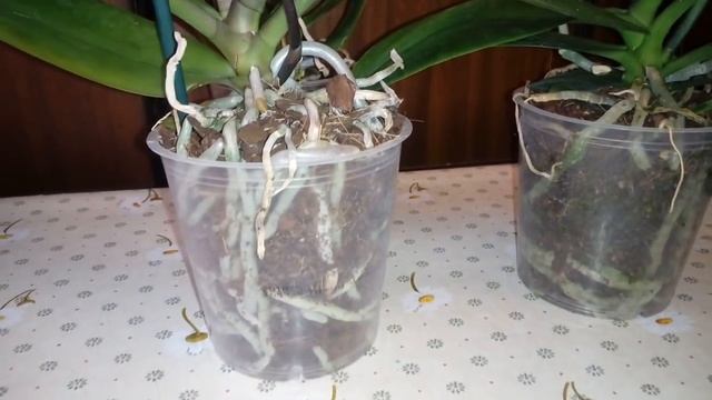 НОВЫЕ ОРХИДЕИ | PHAL. BRIGHT MAYA смотреть онлайн