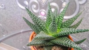 @user-ue3qo2hu1s Алоэ Хавортия, уход и содержание в домашних условиях. Блогеры в Германии