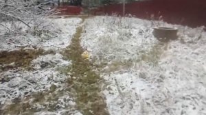 Покос травы В СПб и Ленинградской области.  Что будет, если косить участок в снег?