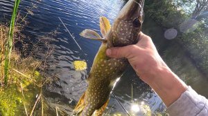 Щука на БОЛОТЕ