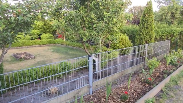 Дачный влог/еду в объезд на дачу,обзор растений. смотреть онлайн