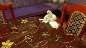 Голуби Хасана Алматы!