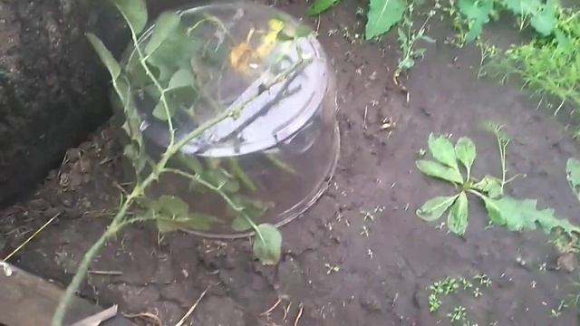 Подготовка черенков Роз к зиме смотреть онлайн