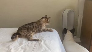 Французский Бульдог Играет С Кошкой French Bulldog Playing With Cat