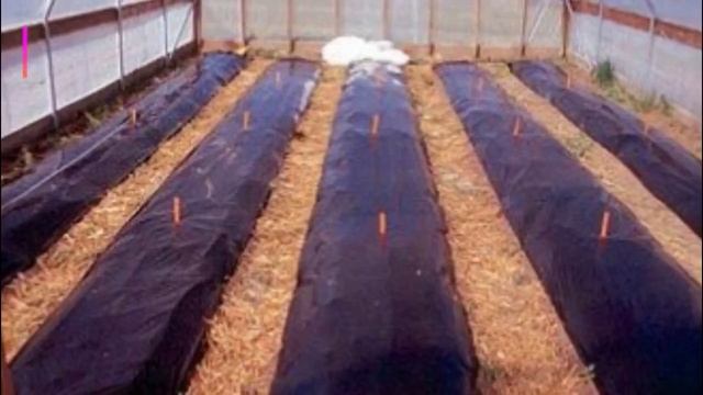 How To Grow, Planting, And Harvesting Cantaloupe Melons vertically trellis - planting instructions смотреть онлайн