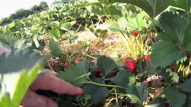 Вы видели ЛЬВА который ЕСТ КЛУБНИКУ? СНЯЛИ ОБ ЭТО КОРОТОЕ ВИДЕО смотреть онлайн